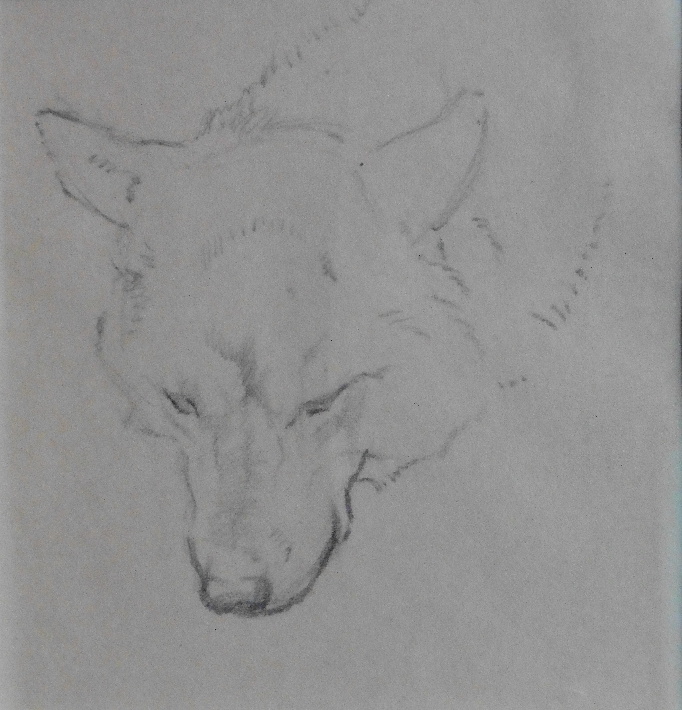 2722x2831 Pencil Sketch - Pencil Sketch Of Wolf