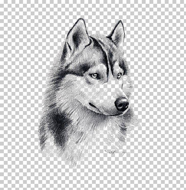 728x744 Siberian Husky Puppy Drawing Pencil Art, Sketch Wolf, Wolf - Pencil Sketch Of Wolf