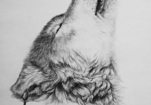 300x210 Wolf Drawing In Pencil Gray Wolf Drawing Pencil Sketch - Pencil Sketch Of Wolf