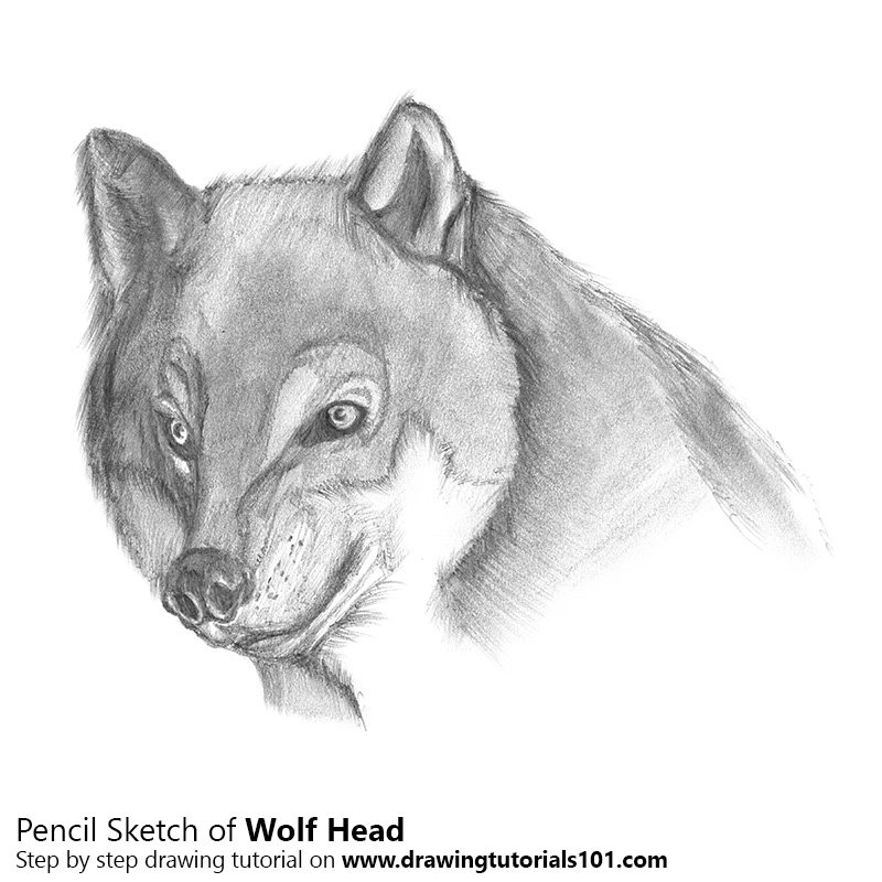  Pencil Sketch Of Wolf at PaintingValley.com Explore collection of 