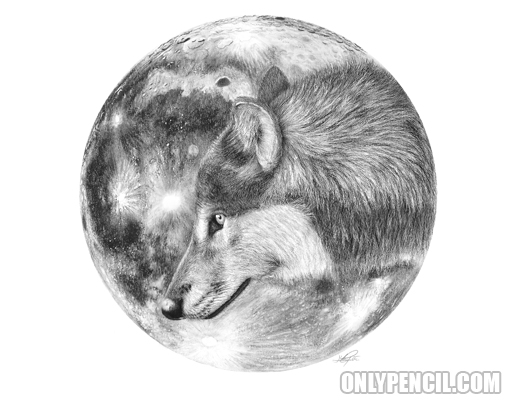 509x400 Wolf Moon - Pencil Sketch Of Wolf