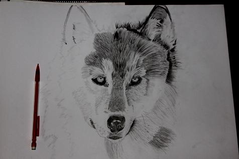 476x317 Wolf Pencil Drawing Work In Progress By Spiritofsouls - Pencil Sketch Of Wolf