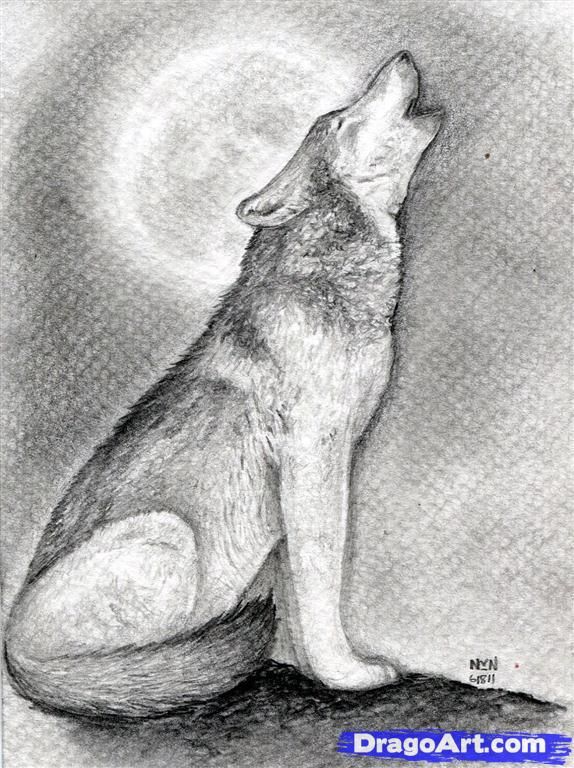 574x768 How To Draw A Howling Wolf Step 15 Art Wolf - Pencil Sketch Of Wolf