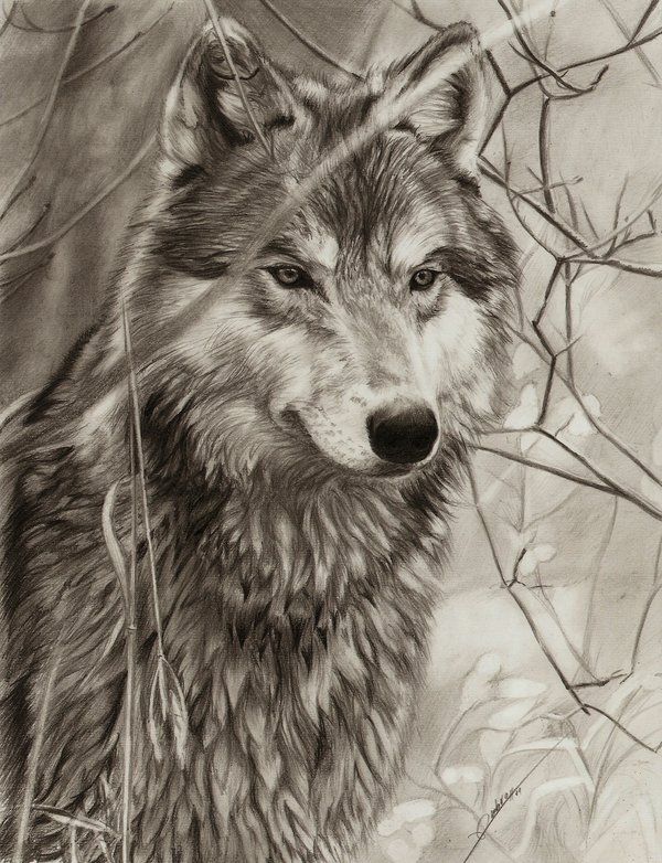 600x782 Awaiting Wolf By ~ambr0 ~ Traditional Pencil Art - Pencil Sketch Of Wolf