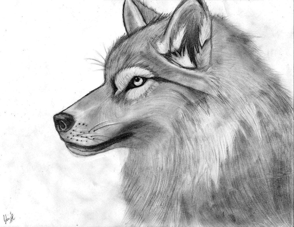 1017x786 Drawing Sketches Wolves With Pencil Pictures Of Winged Animals - Pencil Sketch Of Wolf