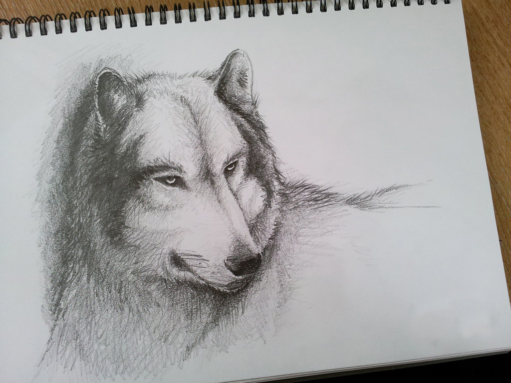 Pencil Sketch Of Wolf at PaintingValley.com | Explore collection of ...