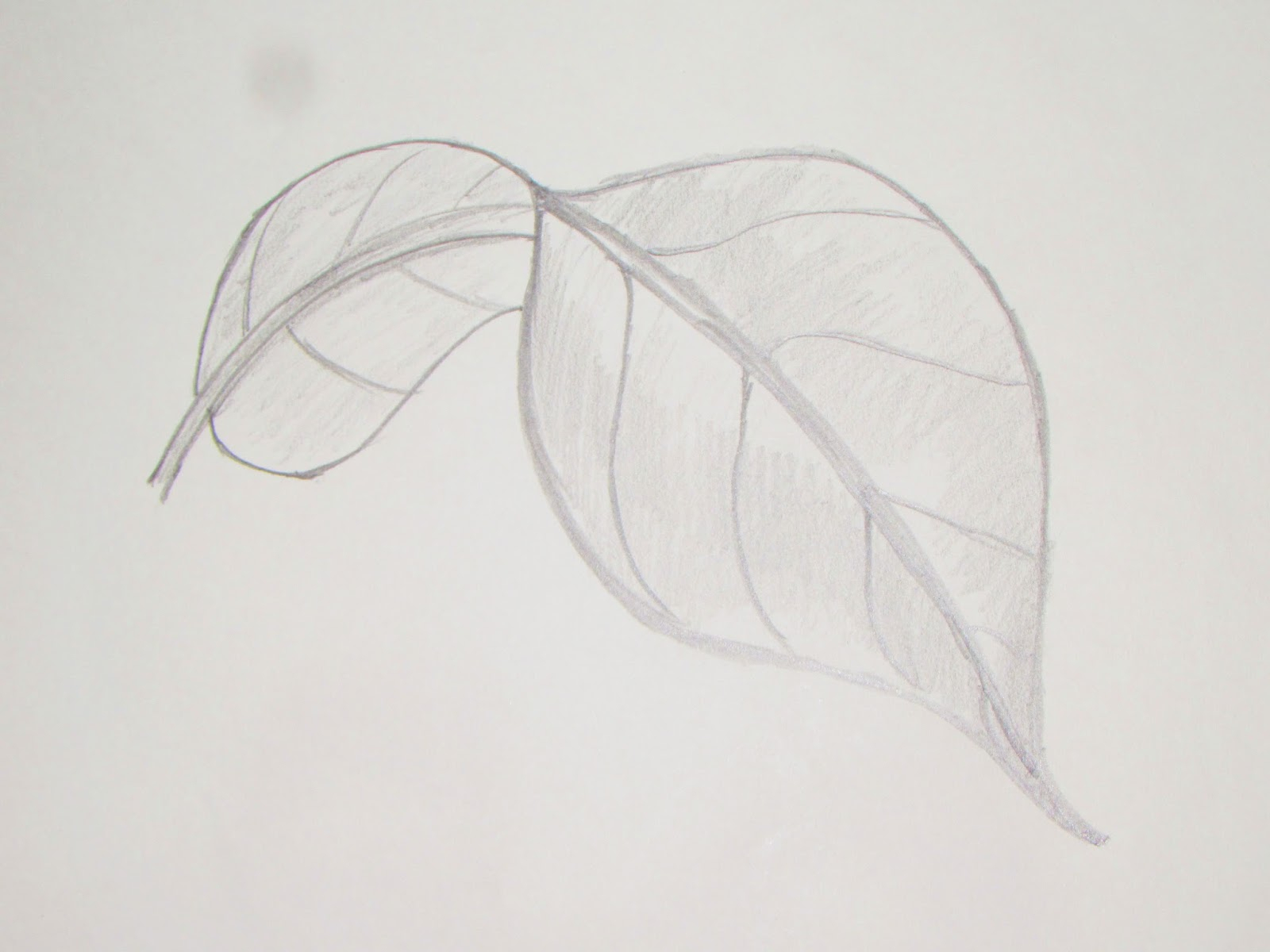 1600x1200 Mango Tree Pencil Drawing Outline Pictures - Pencil Sketch Outline