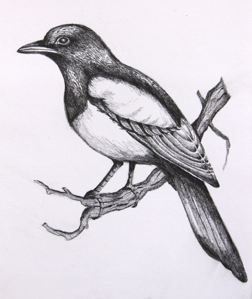865x1024 Pencil Outline Drawings Of Birds Pencil Sketch Bird Pencils - Pencil Sketch Outline