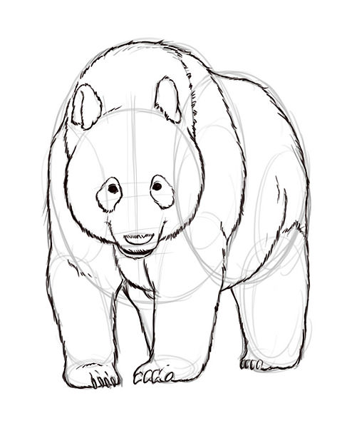 480x600 Unusual Ideas Outline Of Panda Bear Drawing At Getdrawings Com - Pencil Sketch Outline