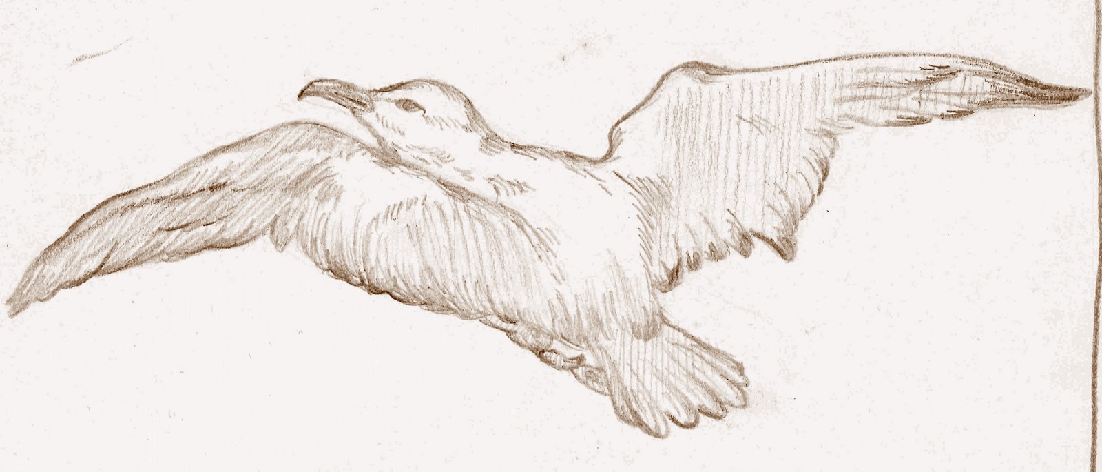 buy original bird sketch