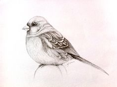 236x176 How To Draw A Bird Step By Step Easy With Pictures Pencil - Pencil Sketch Pictures Of Birds