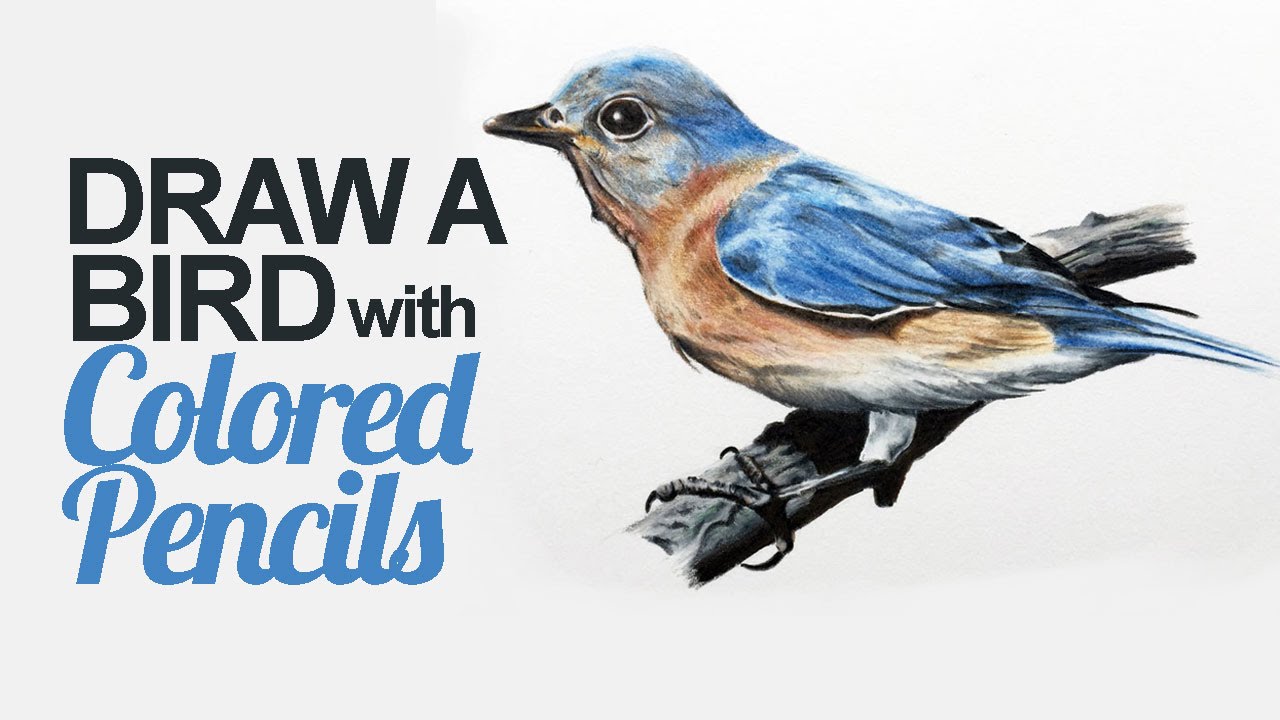 1280x720 How To Draw A Bird With Colored Pencils - Pencil Sketch Pictures Of Birds