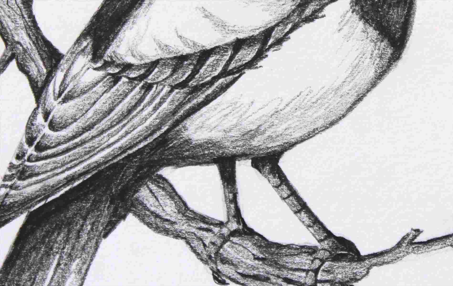 buy original bird sketch