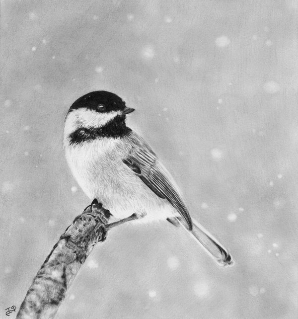 600x642 50 Amazing Pencil Drawings - Pencil Sketch Pictures Of Birds
