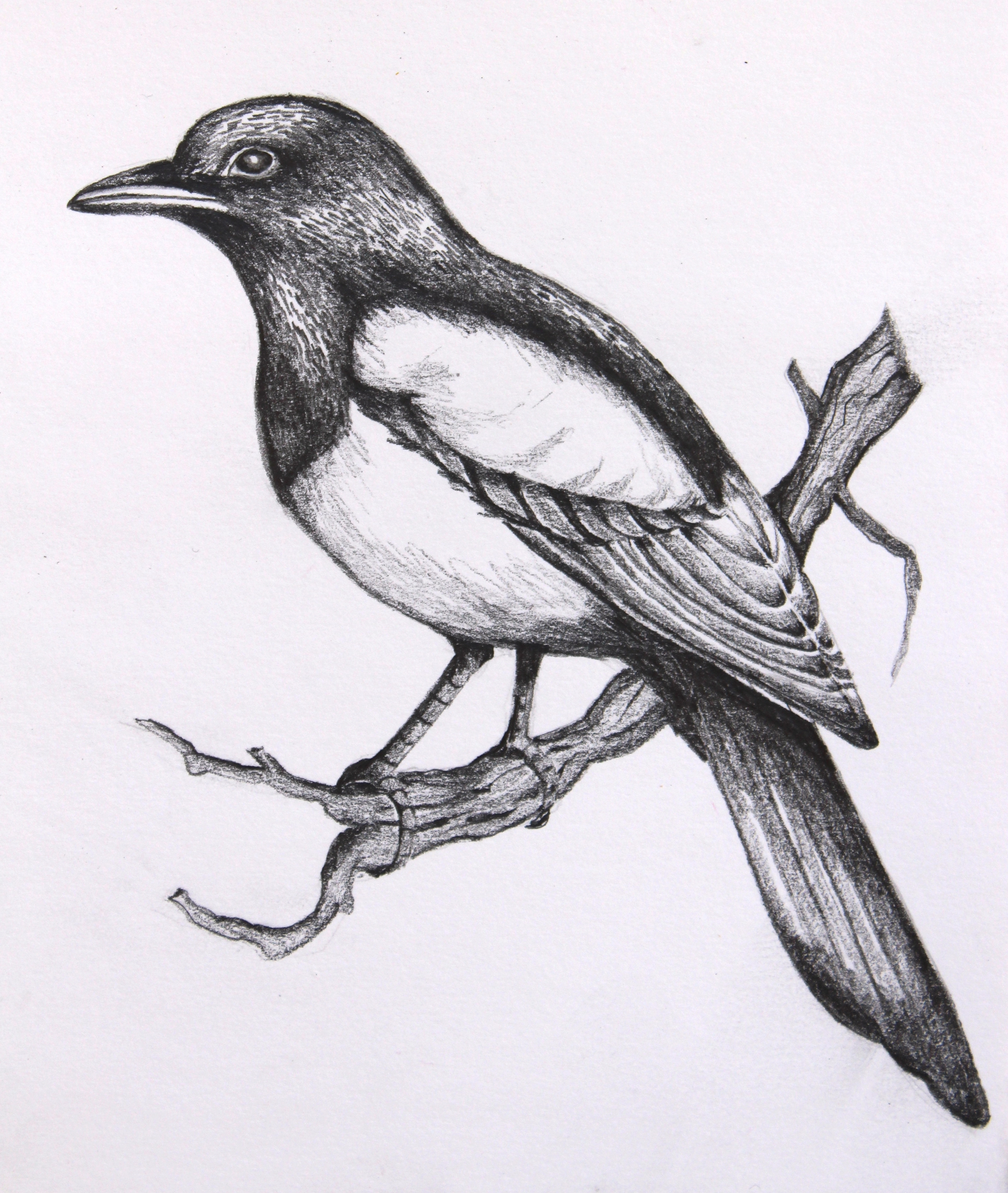 Bird Pencil Art
