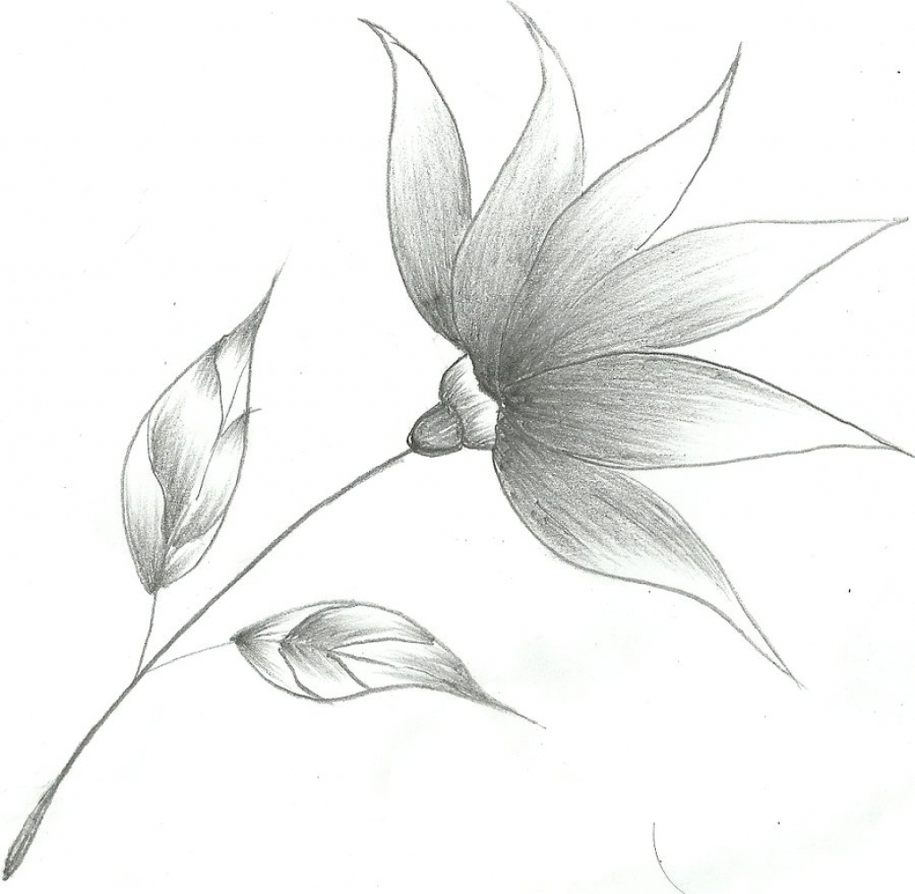 Flower Tob Pencil Drawings