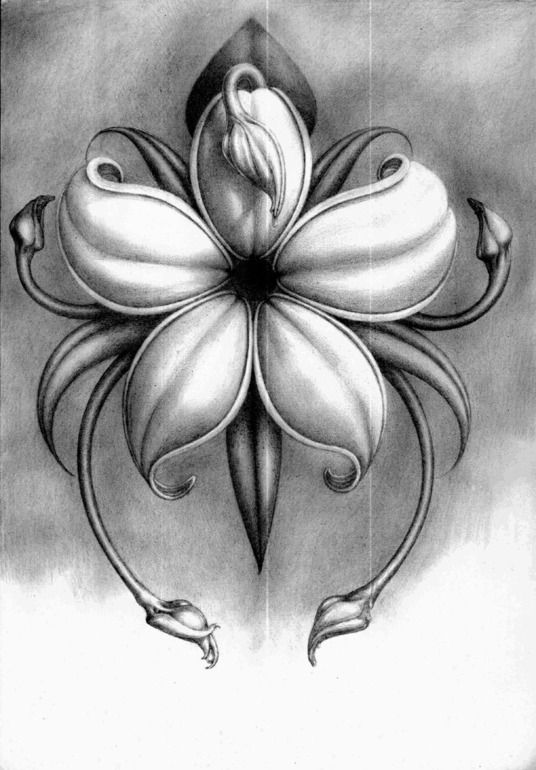 536x770 Pencil Drawings Of Flowers Displaying (20) Gallery Images For - Pencil Sketch Pictures Of Flowers