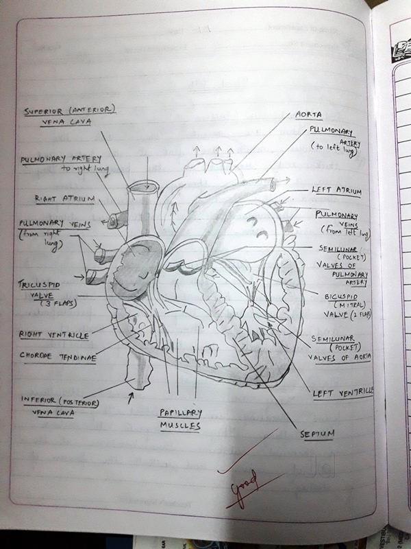 600x800 Pencil Sketch Drawing Works Photos, Rt Nagar, Bangalore Pictures - Pencil Sketch Sketch