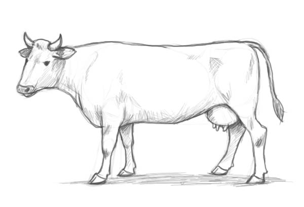 600x409 How To Draw A Cow Step By Step - Pencil Sketch Step By Step