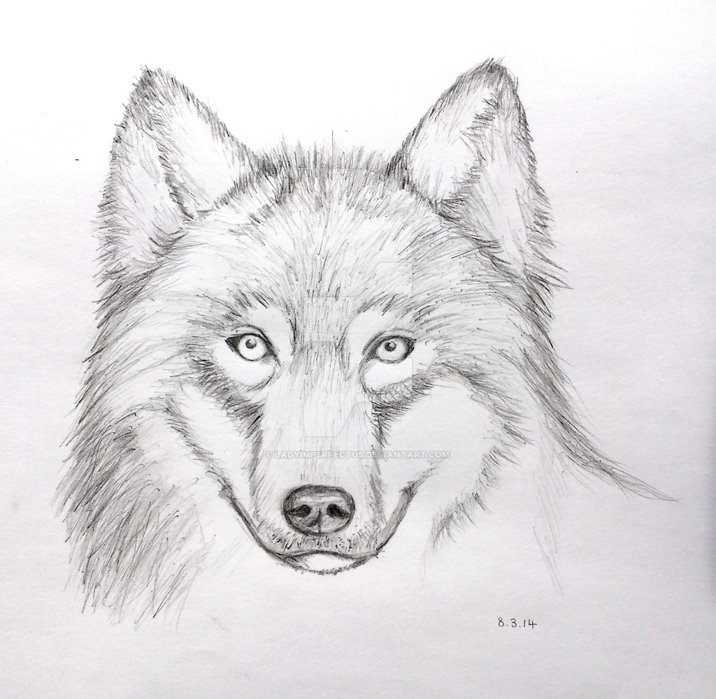 1024x1000 Pencil Drawing Of A Wolf Wolf Face Pencil Drawing (Mark Crilley - Pencil Sketch Video