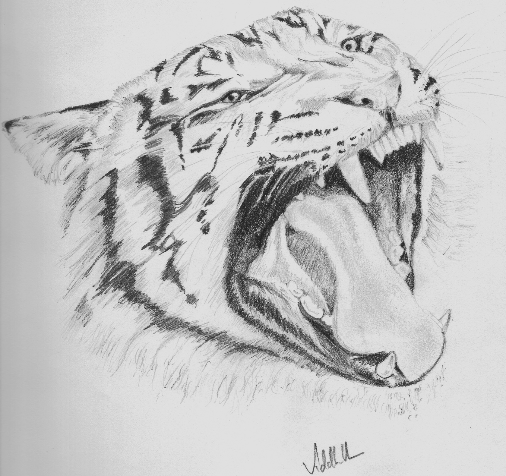 Pencil Sketches Of Animals at Explore collection