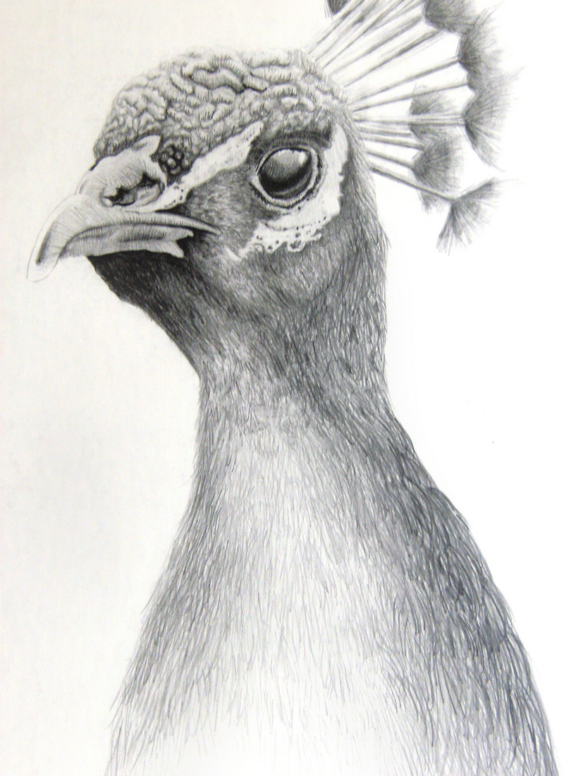 Pencil Sketches Of Animals At Paintingvalley Com Explore