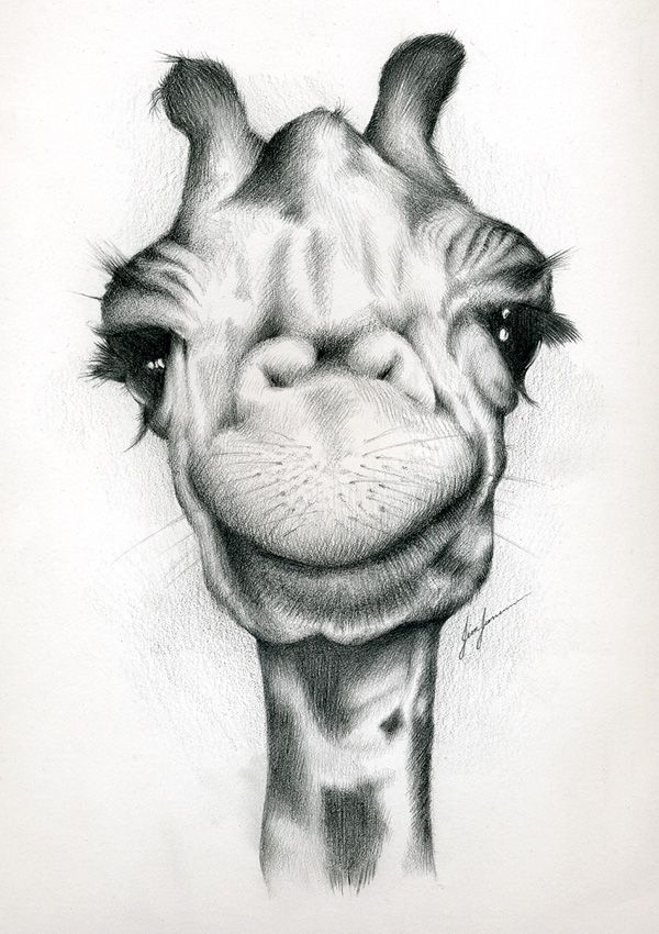 Featured image of post Cute Pencil Drawings Of Animals