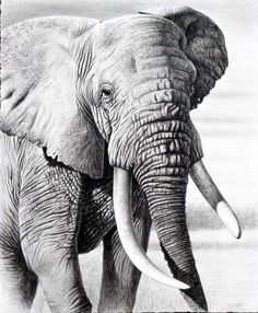 236x286 314 Best Wildlife Pencil Images In 2018 Animal - Pencil Sketches Of Animals