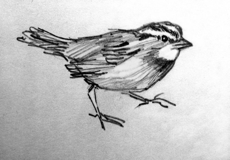 800x556 Drawn Sparrow Pencil - Pencil Sketches Of Birds