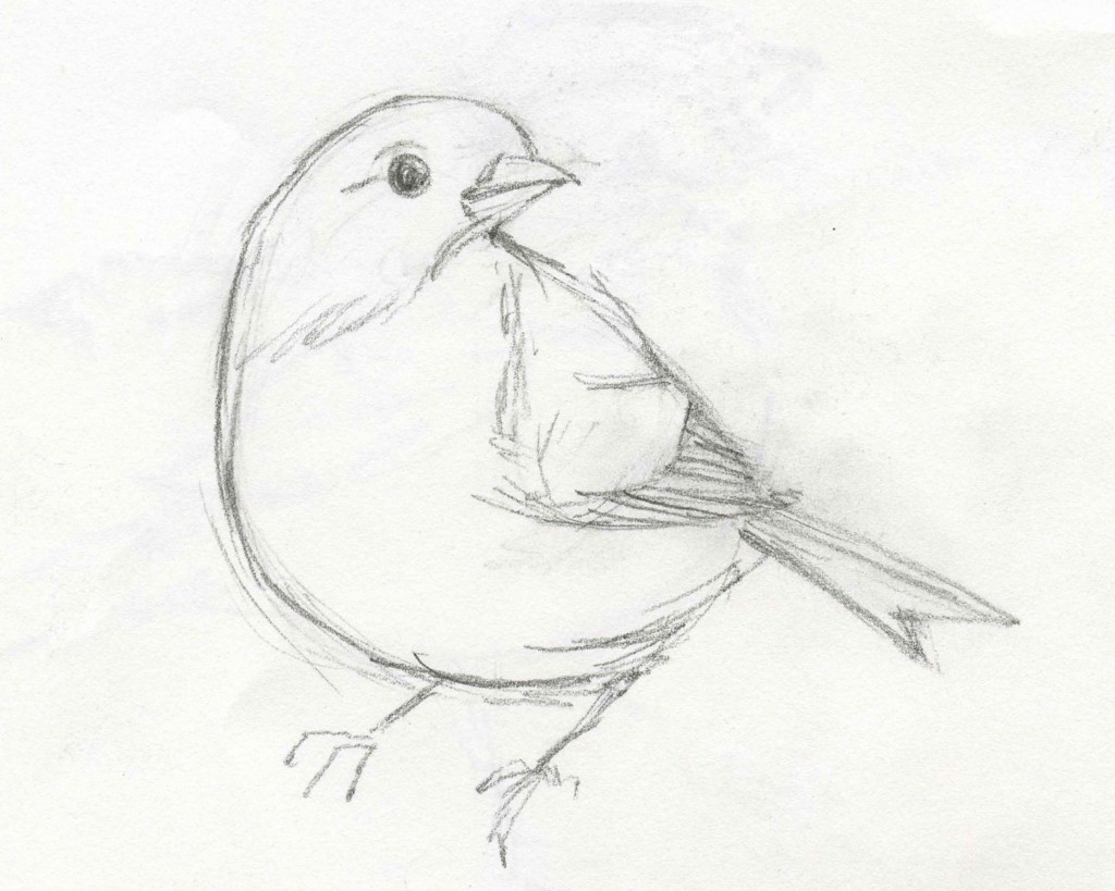 Рисунок птиц карандашом легкие. Зарисовки птиц. Птица рисунок. Наброски птиц. Птица карандашом.