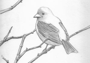 300x210 Simple Pencil Drawings Of Birds Bird In Flight Drawing Simple - Pencil Sketches Of Birds