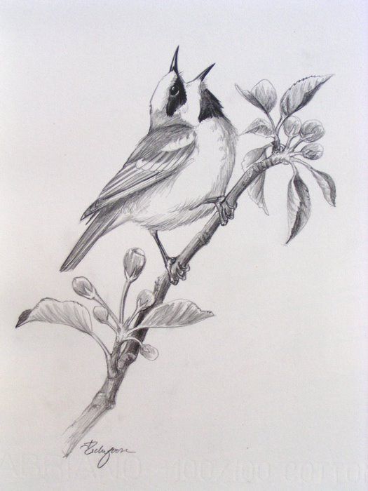 525x700 Bird Pencil Drawings - Pencil Sketches Of Birds