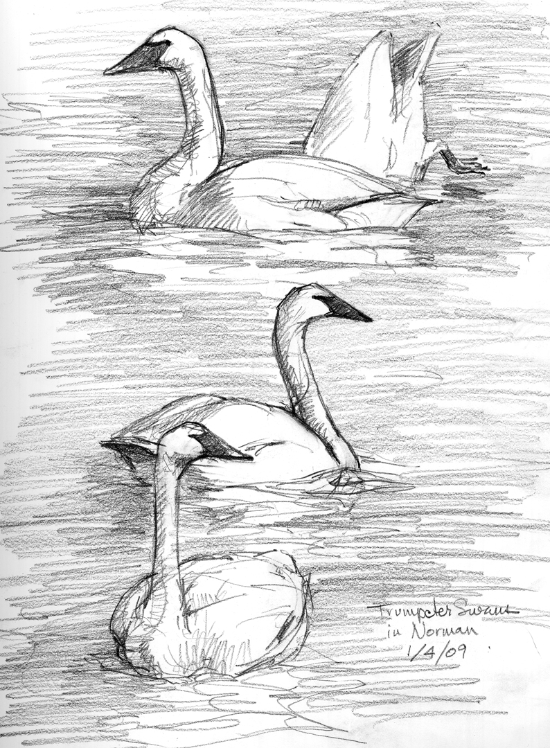 794x1080 Drawings Of Birds - Pencil Sketches Of Birds