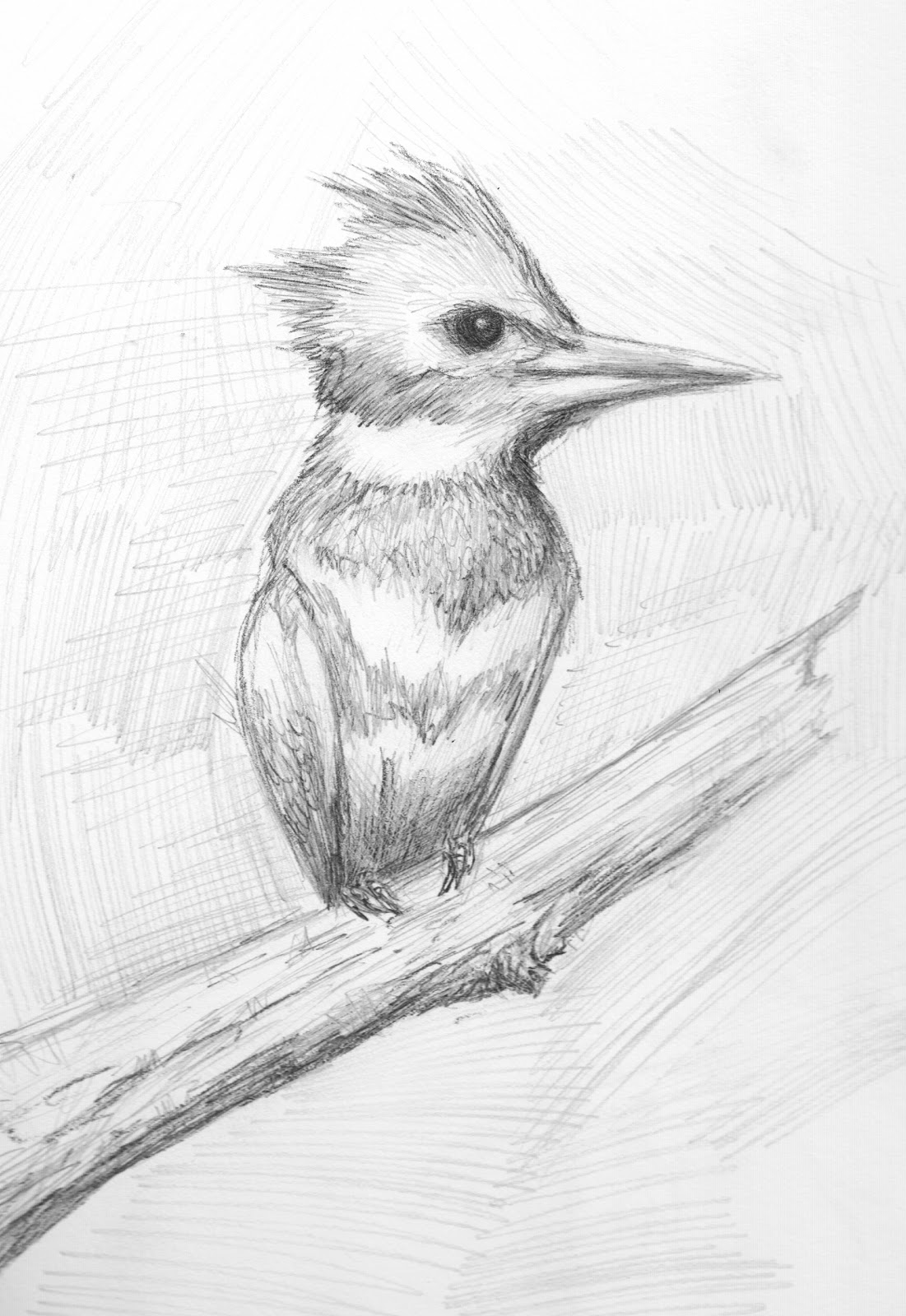 1101x1600 Pretty Good Blog Bird Pencil Drawing - Pencil Sketches Of Birds
