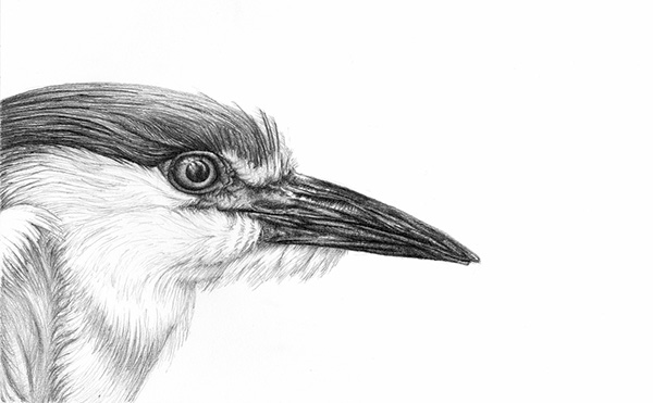 600x371 Birds - Pencil Sketches Of Birds