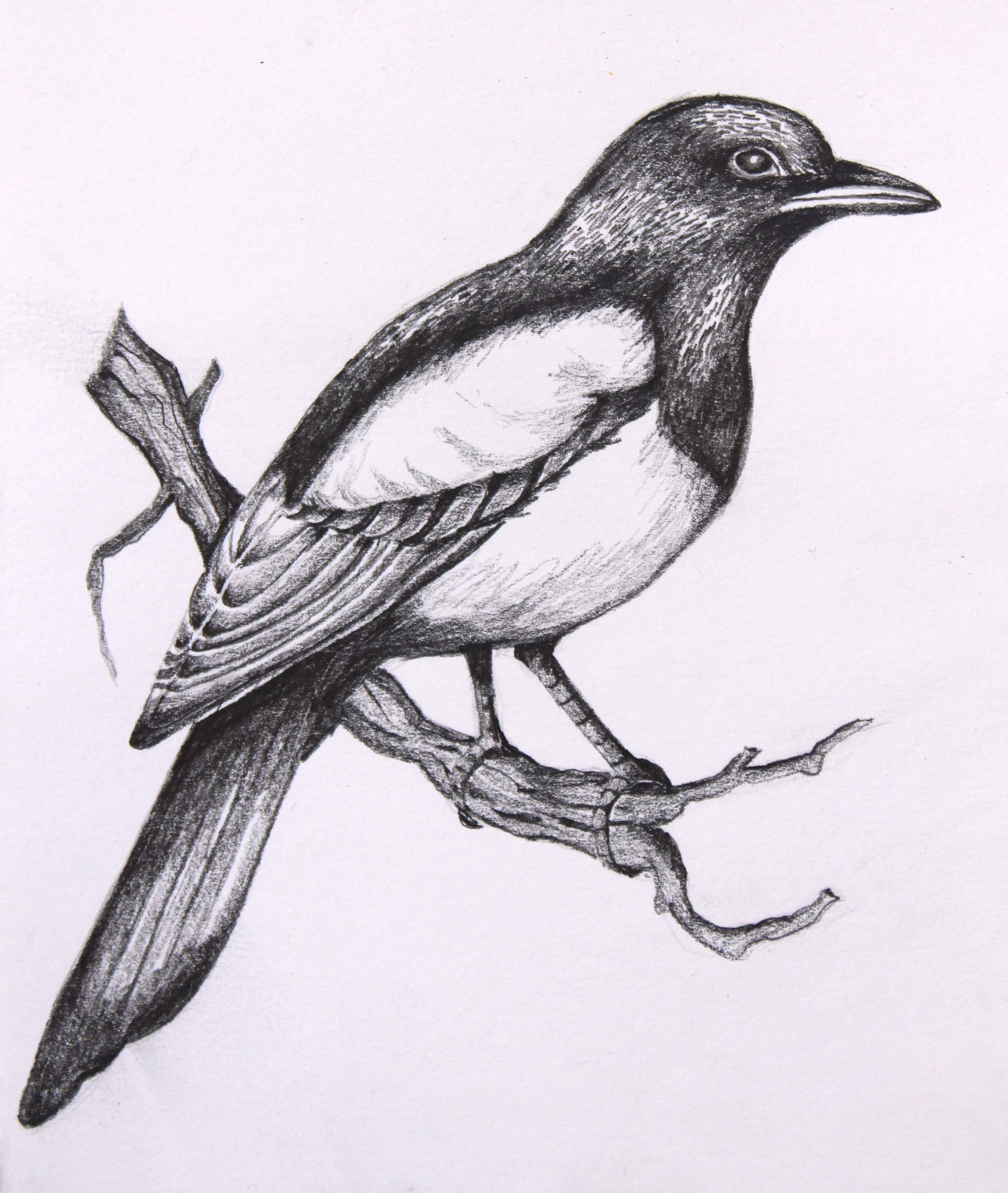 Pencil Sketch Drawing Birds