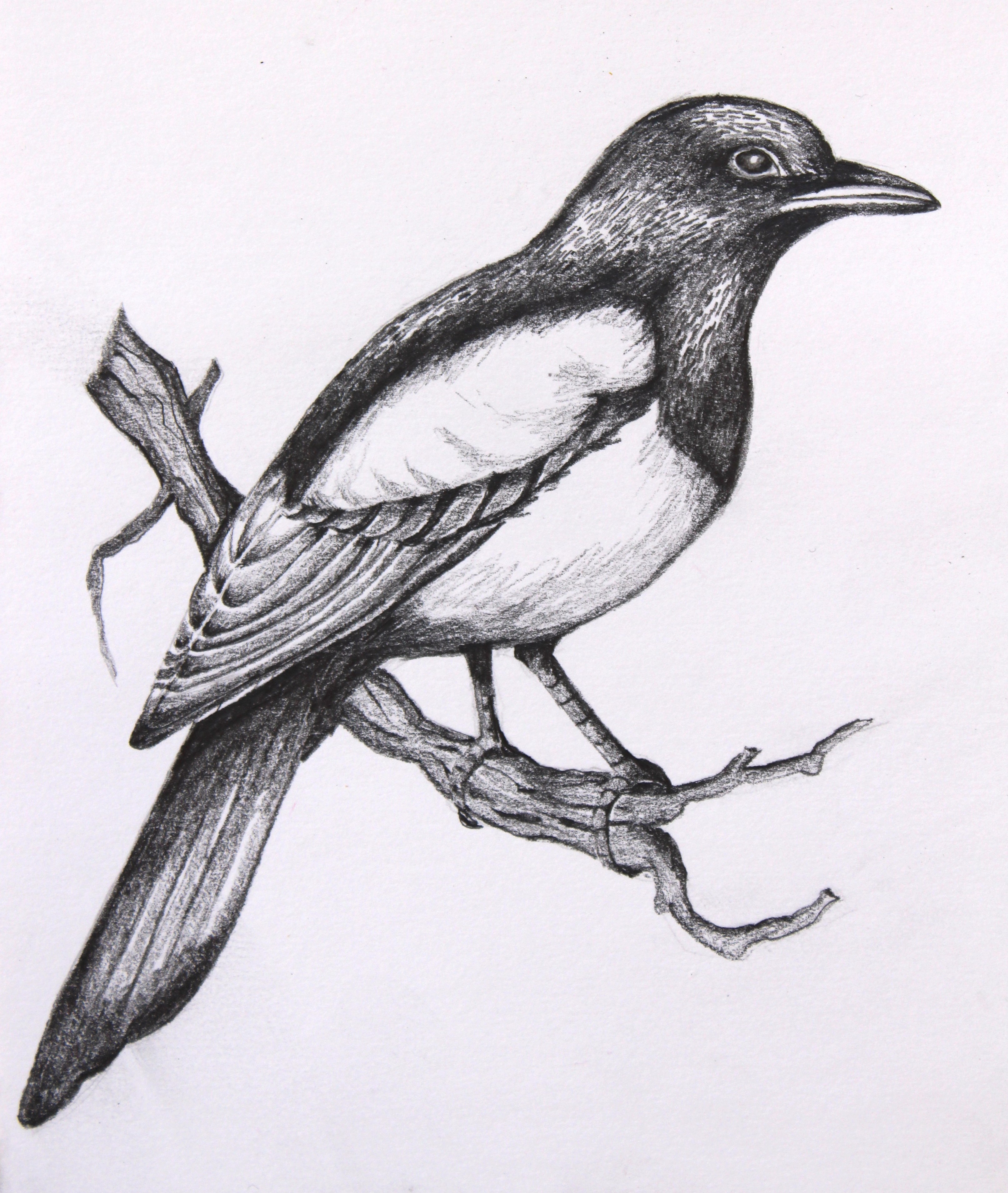 easy bird sketch