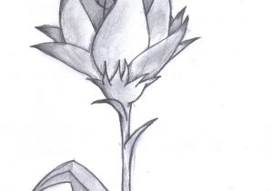 300x210 Drawings Of Flowers In Pencil Pencil Drawings Of Flowers Drawn - Pencil Sketches Of Flowers