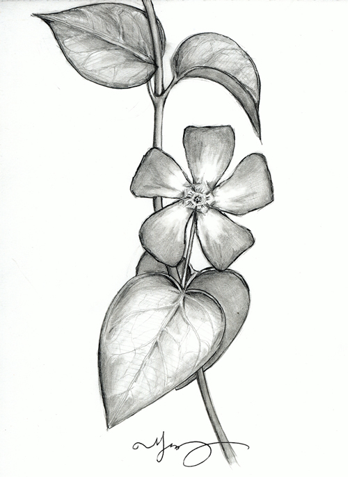 500x686 Gallery Flowers Pencil Sketches, - Pencil Sketches Of Flowers