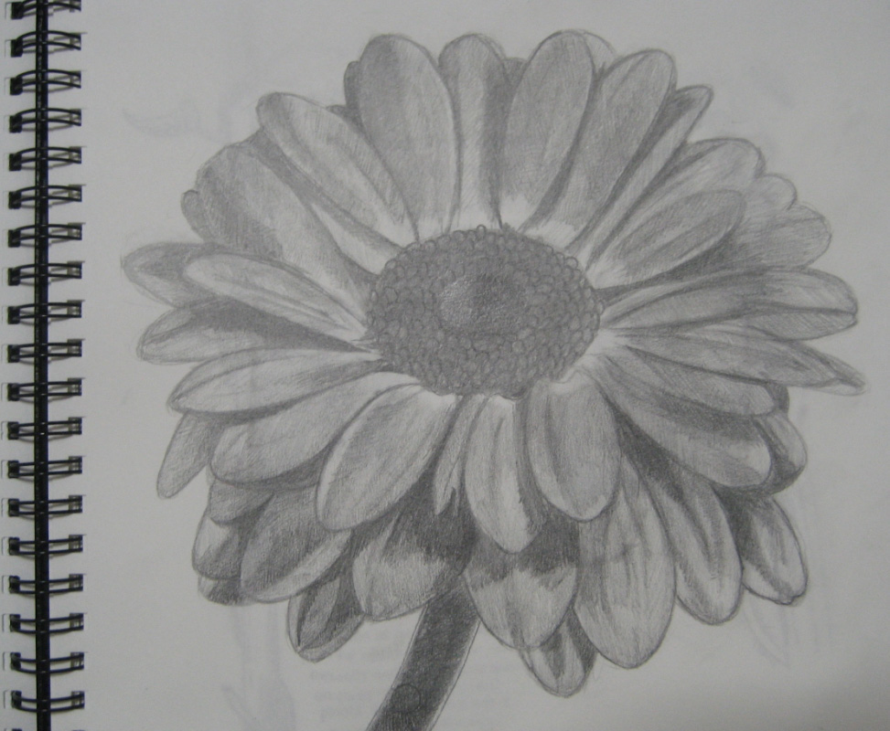 Pencil Sketches Of Flowers at PaintingValley.com | Explore collection ...