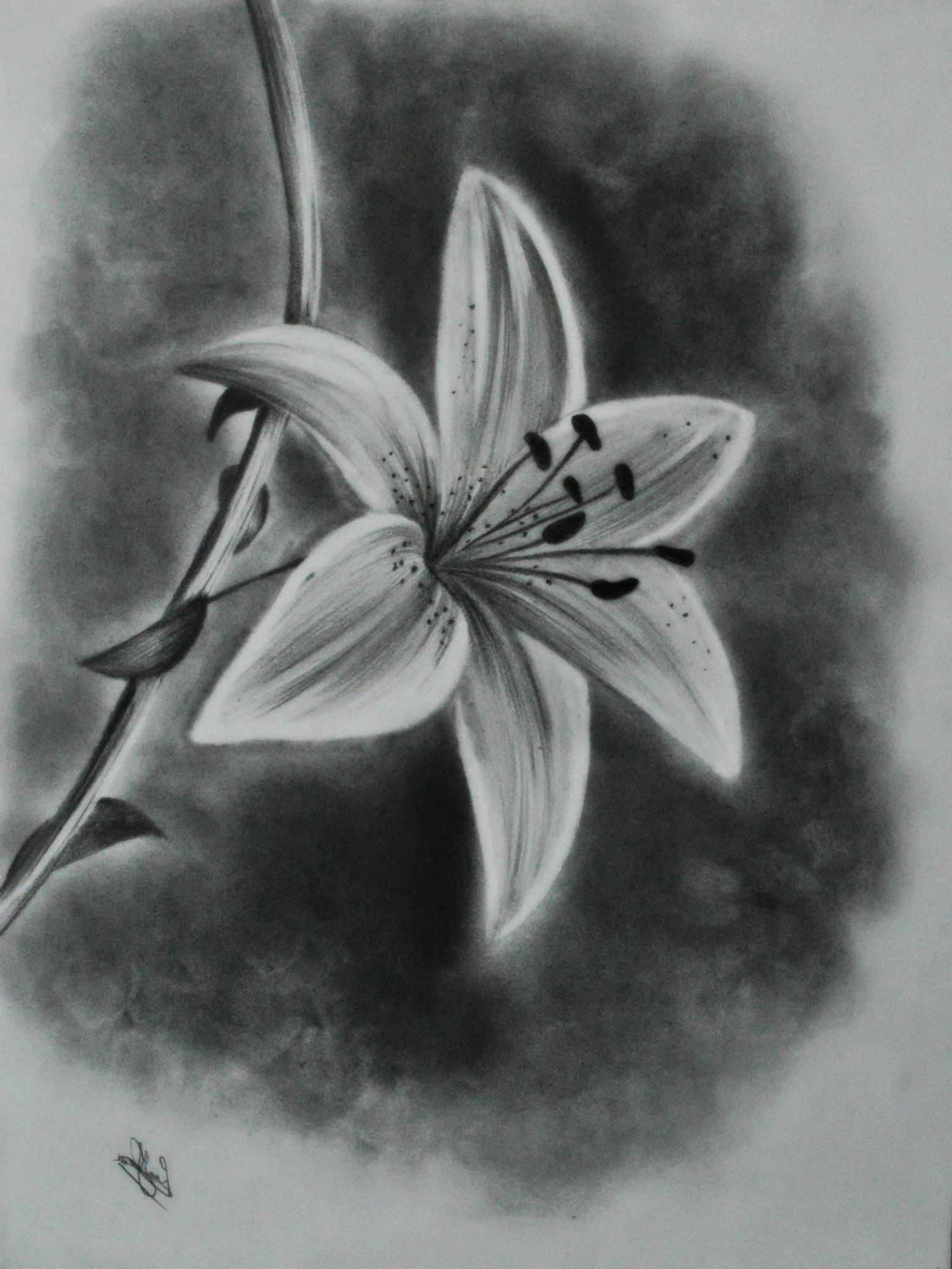 charcoal simple pencil rose drawing