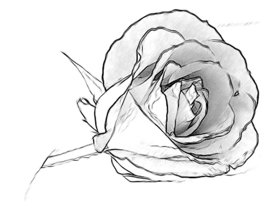 1024x768 Simple Pencil Sketch Flowers Images Simple Design Charcoal Sketch - Pencil Sketches Of Flowers