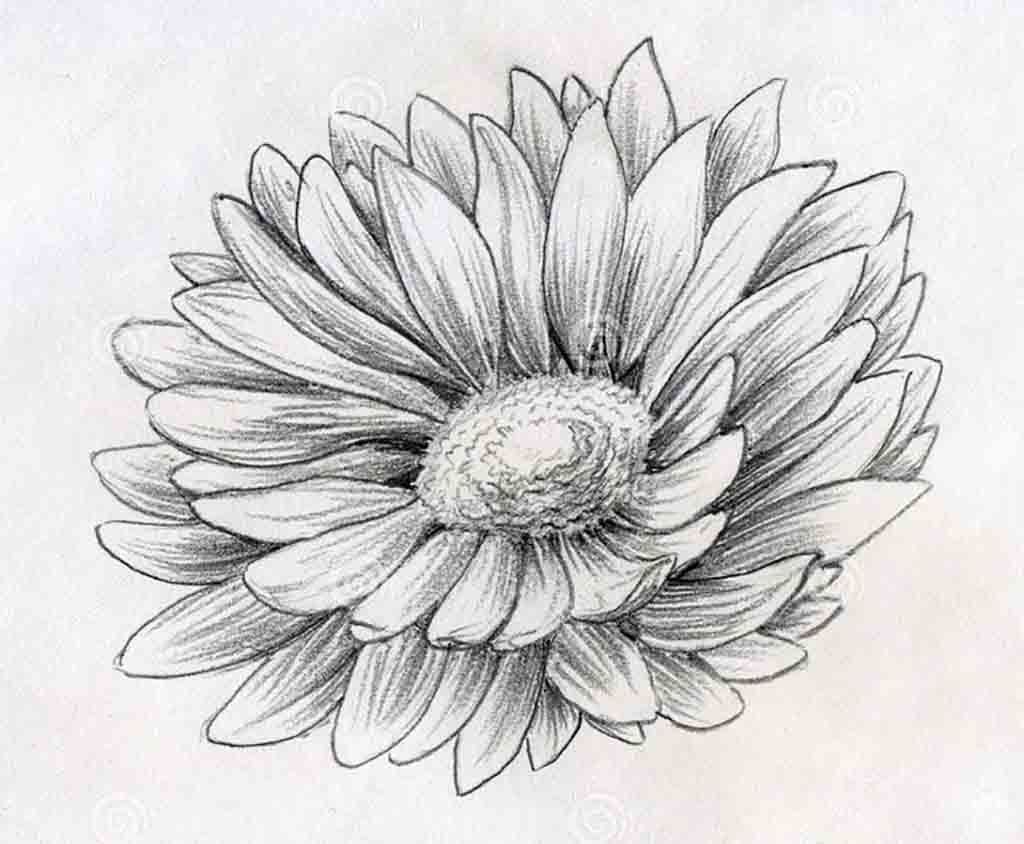 1024x844 Flowers Pencil Sketches Flower - Pencil Sketches Of Flowers