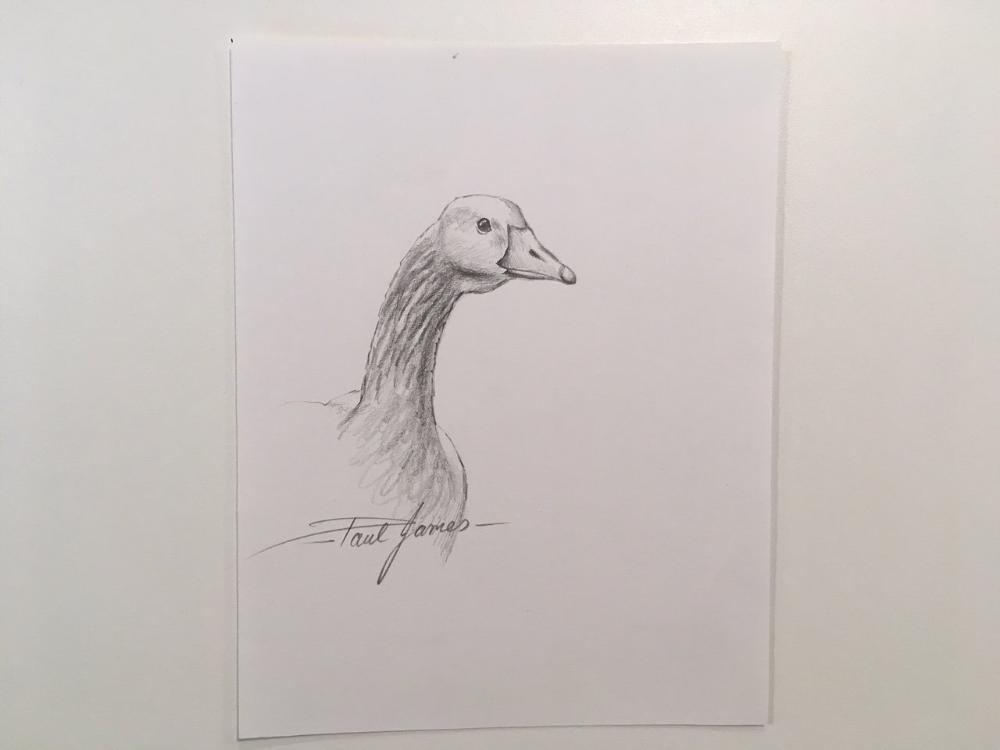 1000x750 Sketches Paul James Gallery - Pencil Sketches Pics