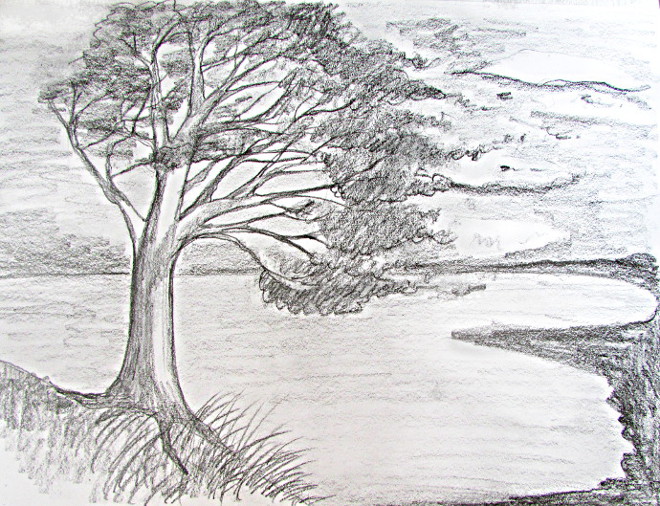 660x506 How To Draw A Tree - Pencil Tree Sketches