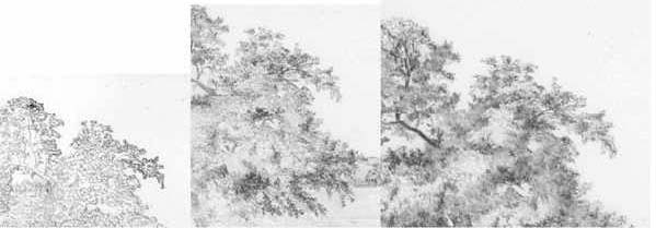 599x209 How To Draw Trees With Pencil - Pencil Tree Sketches