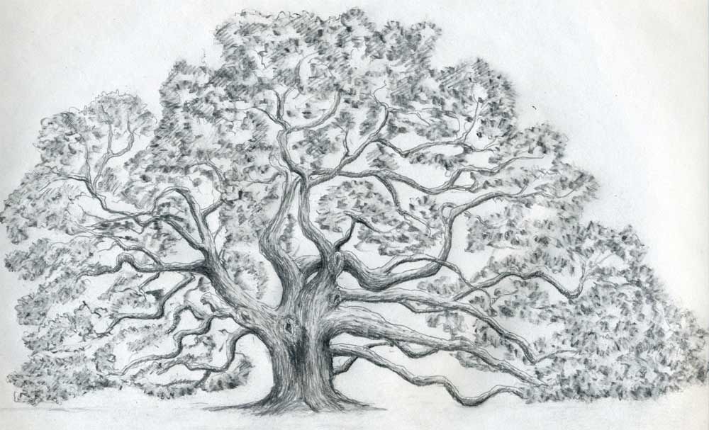 1000x607 Oak Tree Drawings With Roots Pencil Drawing Of Oak Tree Draw An - Pencil Tree Sketches