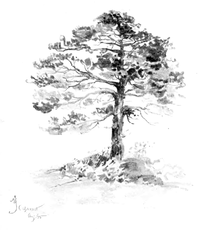 200x230 Pencil Sketching From Nature - Pencil Tree Sketches