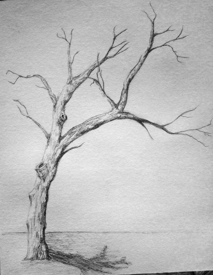 900x1162 Pencil Tree Sketches Love This Be Amazing To Make The Branch Have - Pencil Tree Sketches