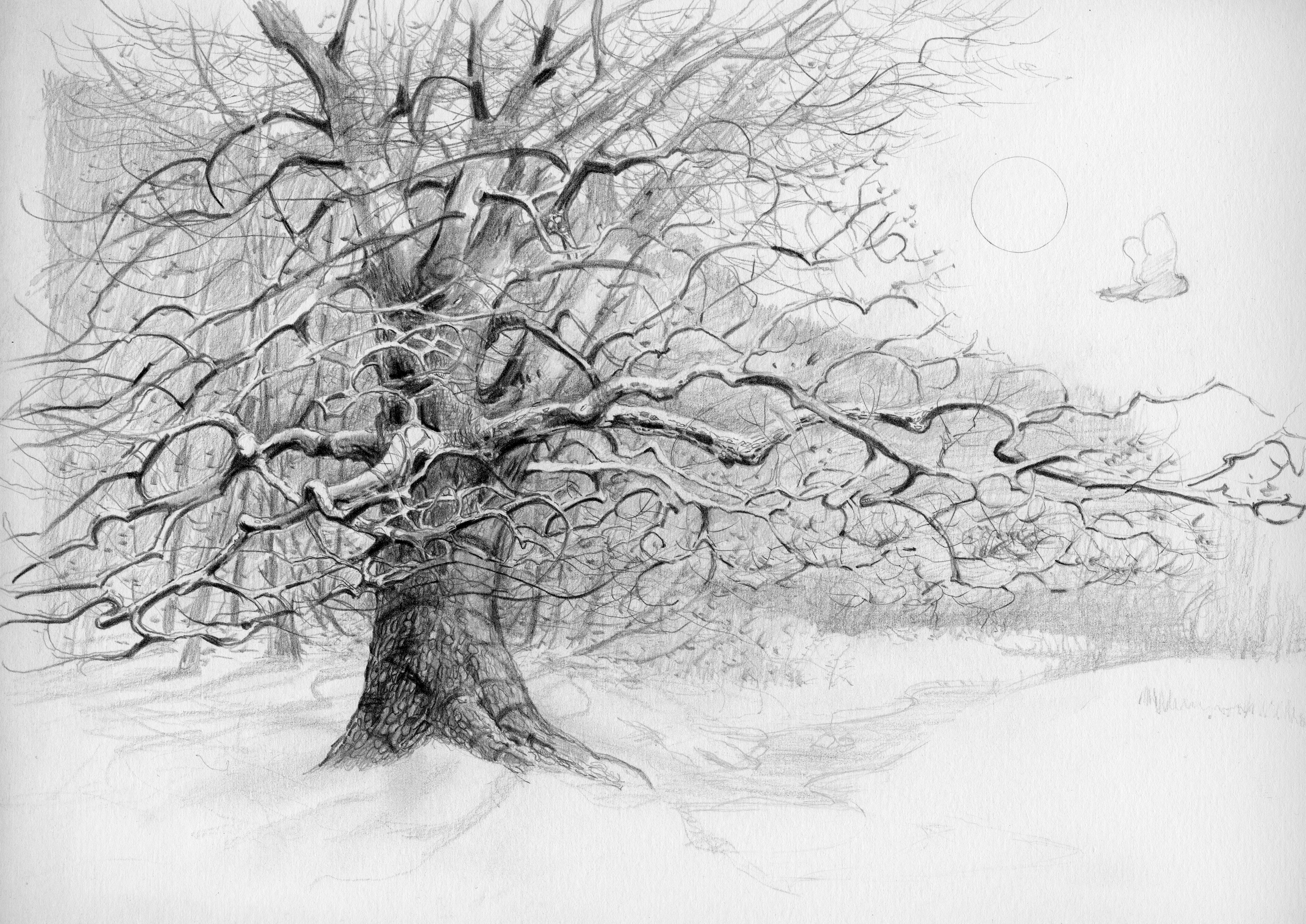 4662x3300 Realistic Trees Sketch Pencil Drawing Of A Tree Photo To Ltbgtpencil - Pencil Tree Sketches